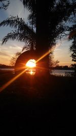 Sun shining through trees