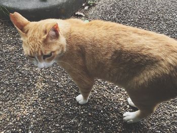 High angle view of cat on street