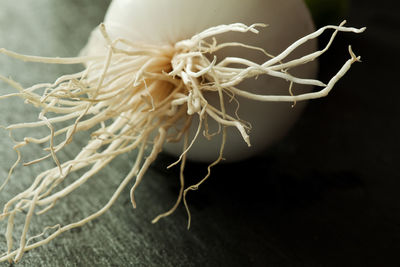 Close-up of onion with roots on table
