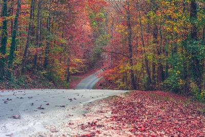 Road amidst trees in forest during autumn