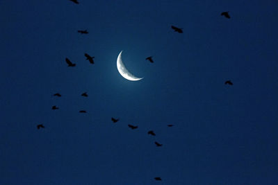 Flock of birds flying against sky