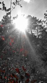 Sunlight streaming through trees in forest