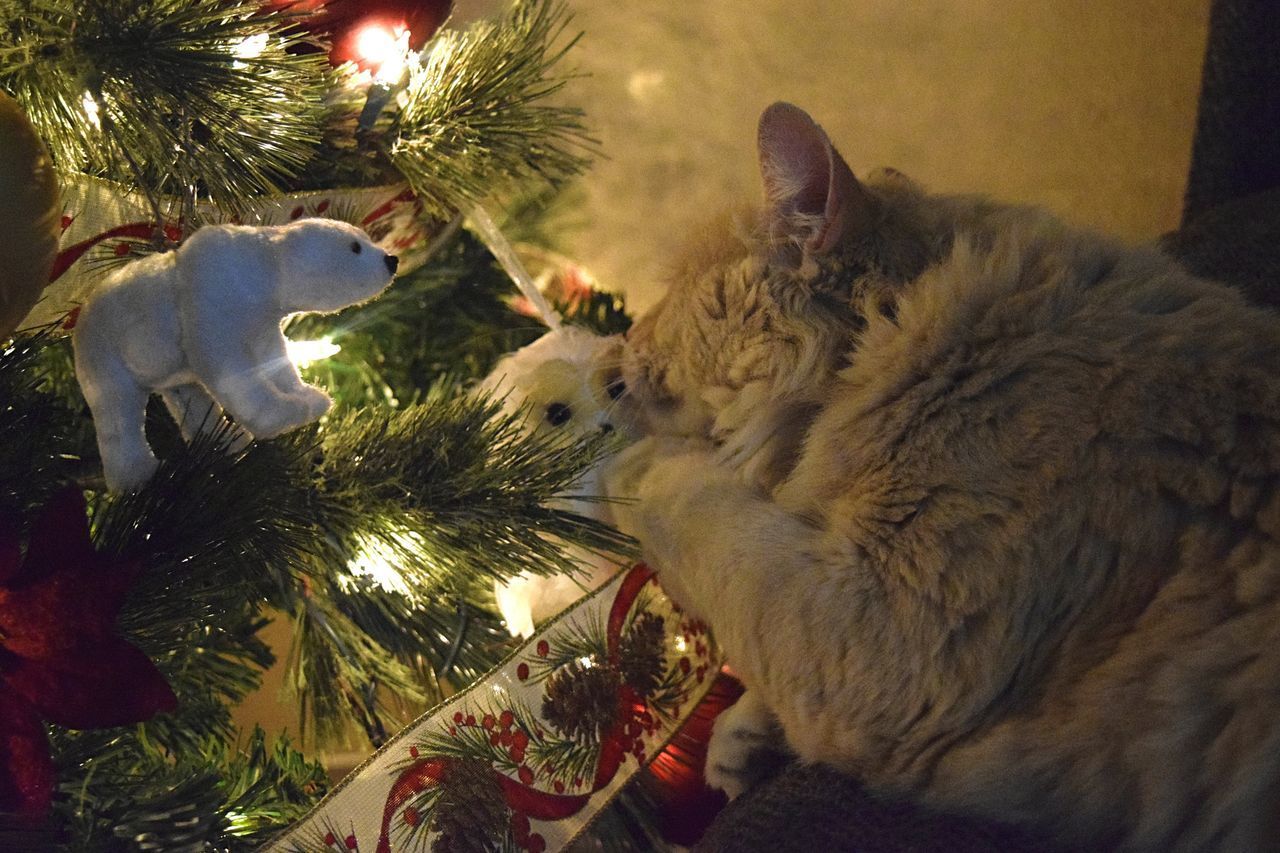 VIEW OF A CAT ON TREE