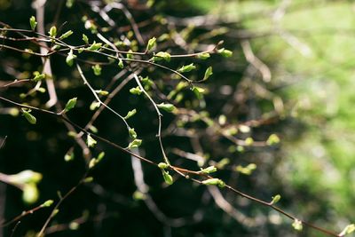 Close-up of tree branch