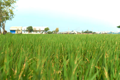 Scenic view of agricultural field against sky