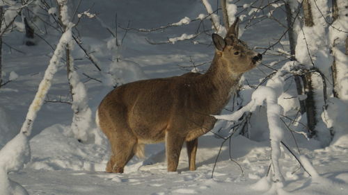 Deer standing on snow covered field