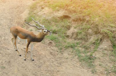 Deer standing on field