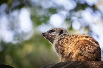 Close-up of meerkat 