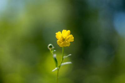 Close-up of yellow flowering plant