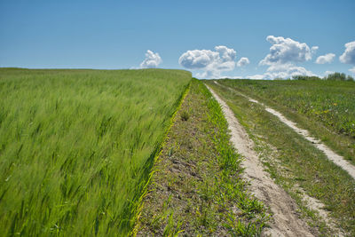 Scenic view of agricultural field against sky