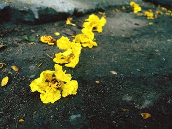 High angle view of yellow flowers on street