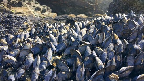 Close-up of mussels at beach