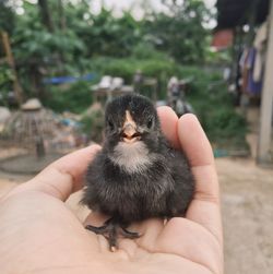 Close-up of human hand holding black young bird