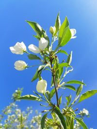 Close-up of white flowering plant against clear blue sky