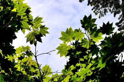 Low angle view of trees