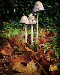 Close-up of mushroom growing in forest