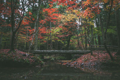 Trees by lake in forest during autumn