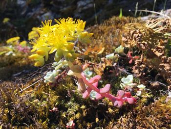 Close-up of butterfly on pink flowers