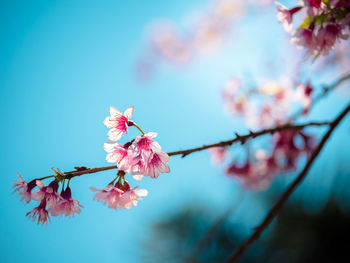 Cherry blossom or sakura blooming on nature background