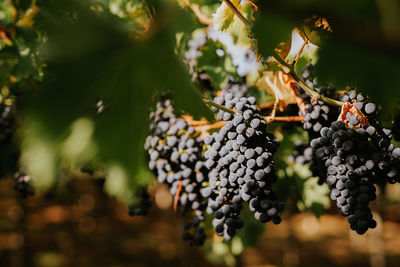 Black grapes on plants in vineyard