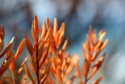 Close-up of plant