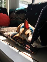 View of a dog resting on bed