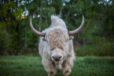 Close-up of cow on field