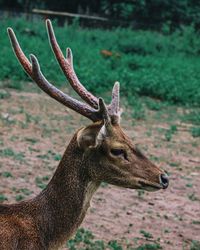 Close-up of deer on field