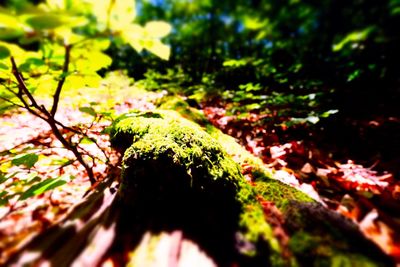 Close-up of moss growing on tree trunk