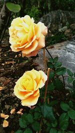 Close-up of yellow rose