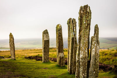 Panoramic shot of fresh green field against sky
