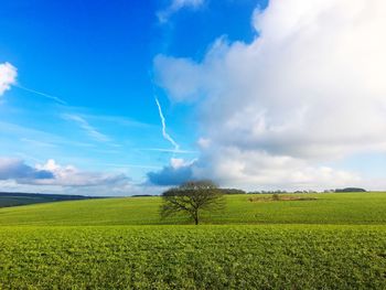 Scenic view of agricultural field against sky