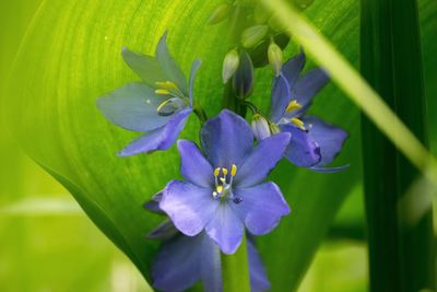 Close-up of purple flowers