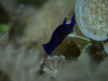 Close-up of fish swimming in sea