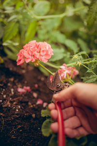 Close-up of woman holding pink flowers