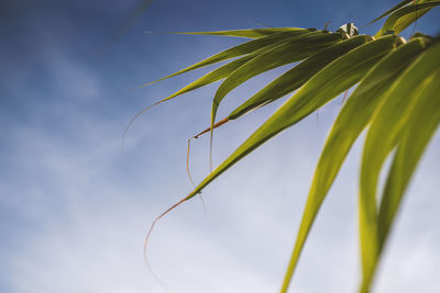 Low angle view of plant against sky