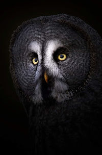 Close-up portrait of owl