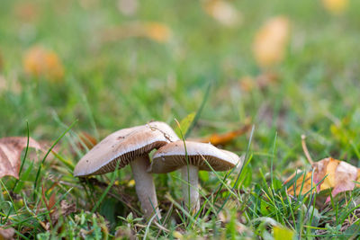 Close-up of mushroom growing on field