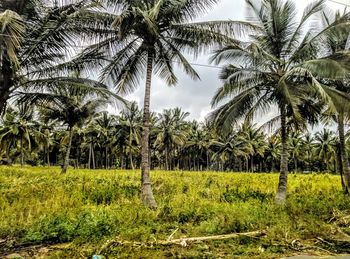 Palm trees on field against sky