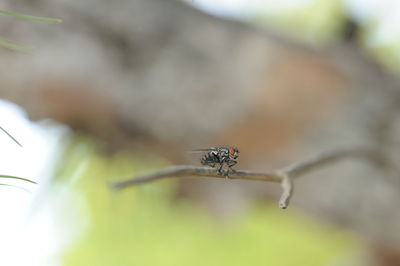 Close-up of insect