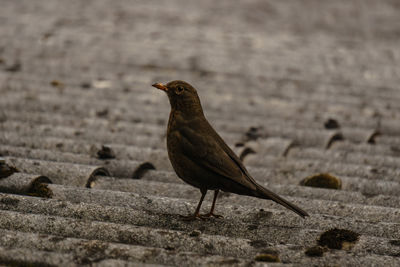 Close-up of bird perching on roof