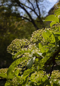 Close-up of flowering plant leaves on tree