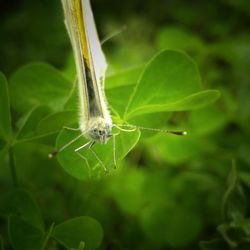 Close-up of insect on plant