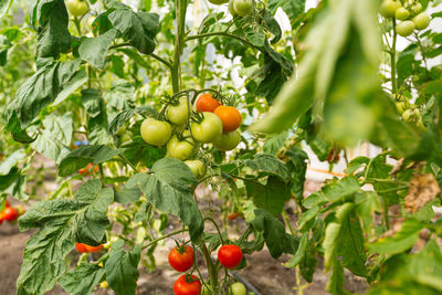 Green and red tomatoes in the garden