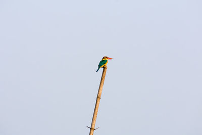 Kingfisher bird perching on a pole