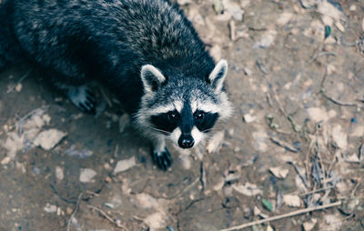 Close-up of raccoon looking at camera