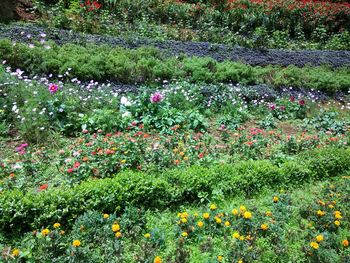 Flowers blooming outdoors