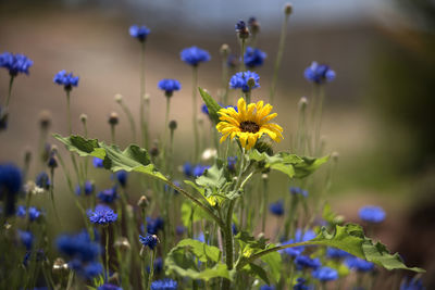 Close-up of yellow flowers blooming on field