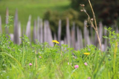 Close-up of flowering plants on field