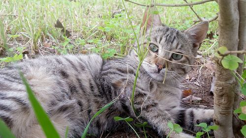 Portrait of tabby cat on field